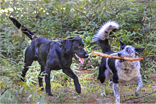 Happiness is a Stick 041816pp (640x427)